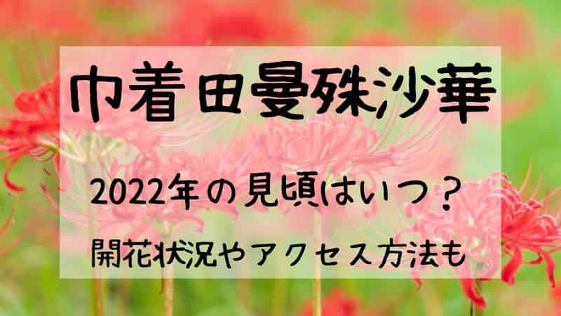 巾着田曼殊沙華 彼岸花 22の見頃はいつ 開花状況やアクセス方法