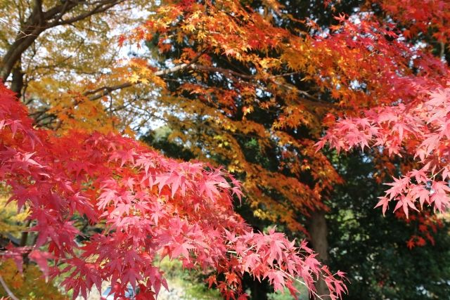 筑波山　紅葉