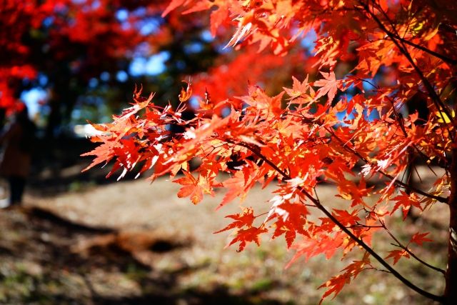 長瀞渓谷　紅葉