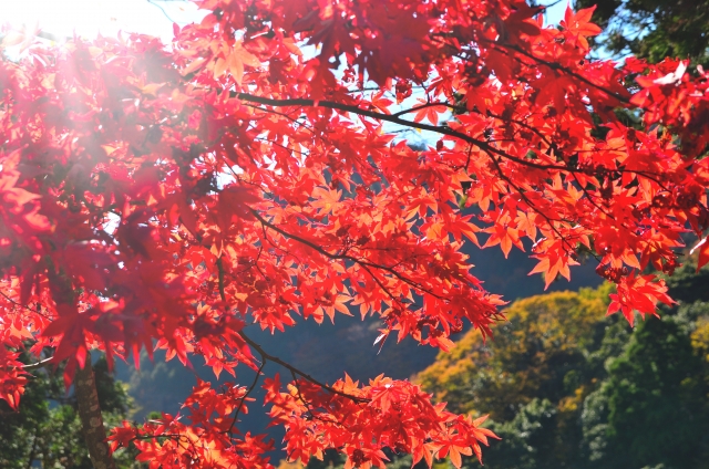 深紅に染まる　大山寺のもみじ