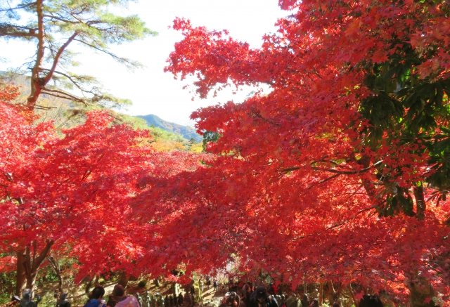 大山寺　紅葉