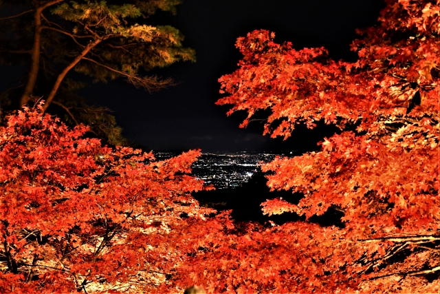 ライトアップされた大山寺の紅葉