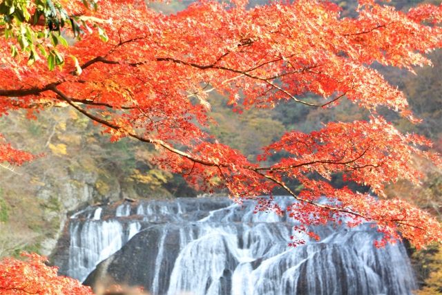 袋田の滝　紅葉