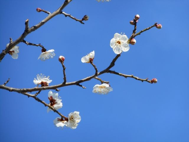 咲き始めた秋間梅林の梅