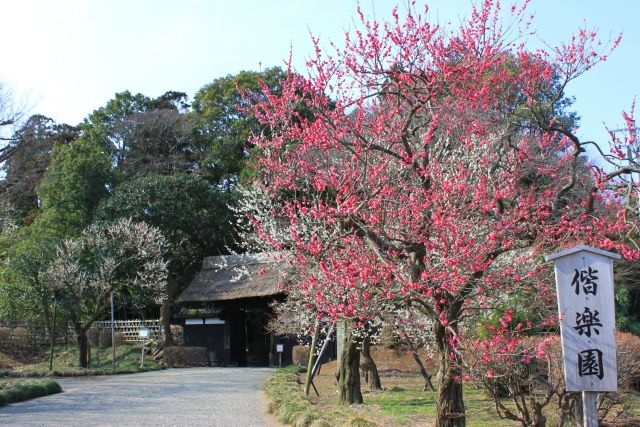 偕楽園の梅