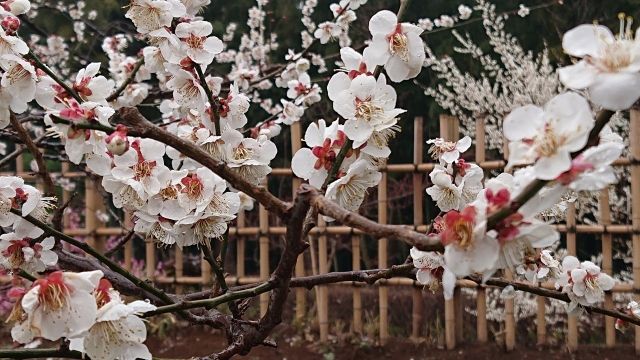 咲き誇る偕楽園の白梅