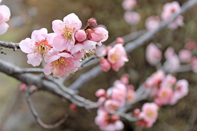 榛名梅林の梅