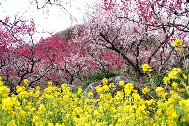 湯河原梅林　梅と菜の花の競演