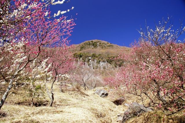 湯河原梅林　紅白の梅