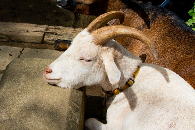 宝登山小動物園のやぎ