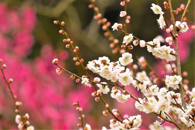 湯河原梅林の白梅