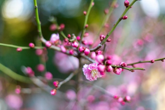 咲き始めの紅梅