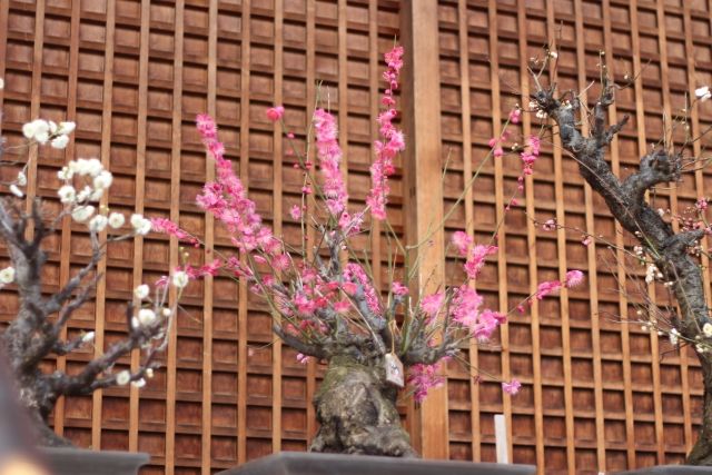 湯島天神に飾られた梅の盆栽