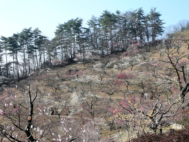 山の斜面に咲く梅