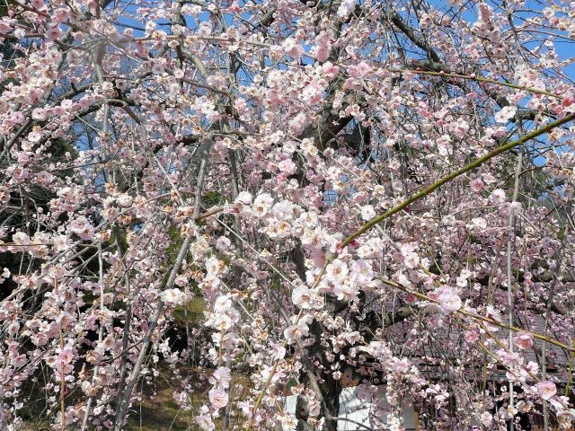 咲き誇る梅百花園の梅