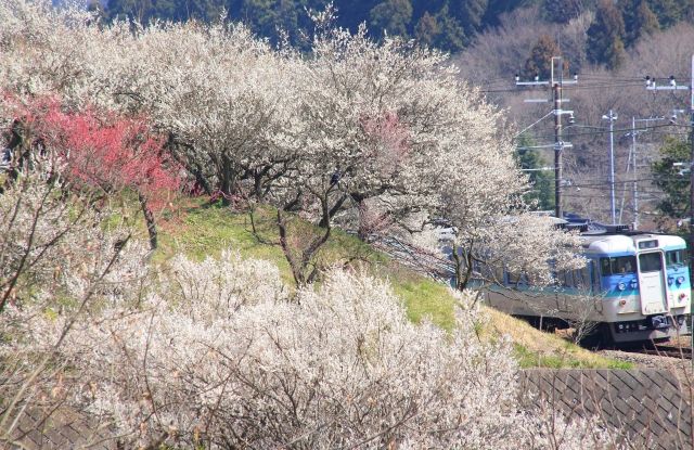 高尾梅郷と電車