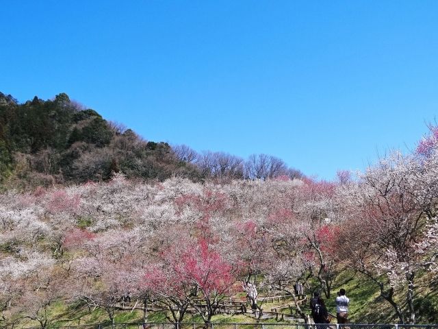 青空と高尾梅郷