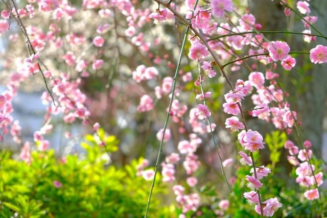 晴れた日の亀戸天神の梅