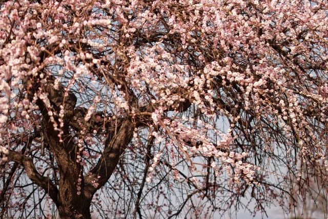 成田山公園の枝垂れ梅