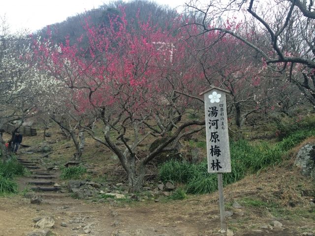 湯河原梅林の梅