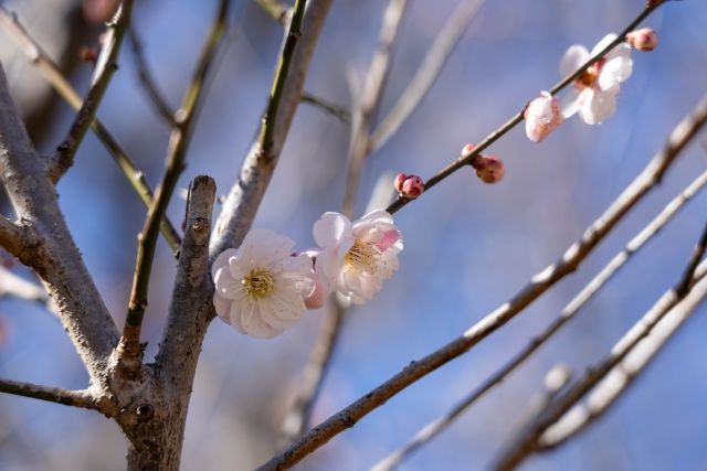 咲き始めの梅