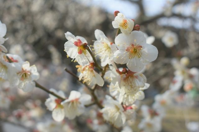 高尾梅郷　満開の白梅