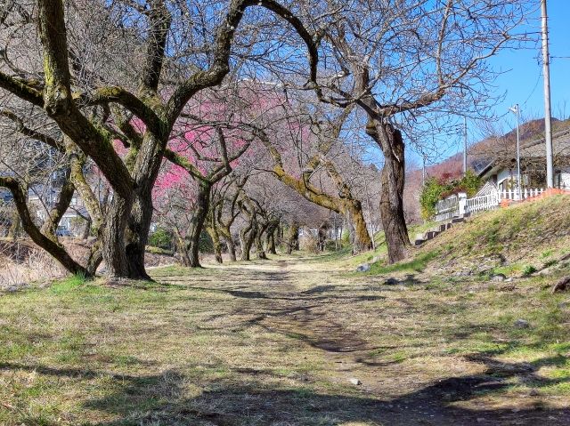 遊歩道梅林