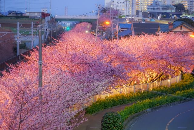 ライトアップされた三浦海岸の桜並木