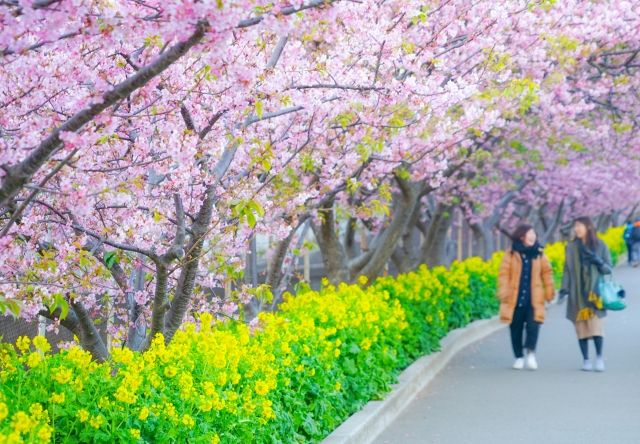 菜の花と河津桜並木