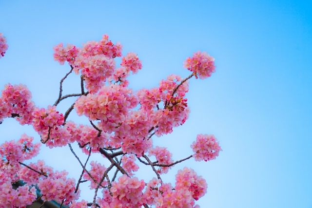 三浦海岸　満開の河津桜