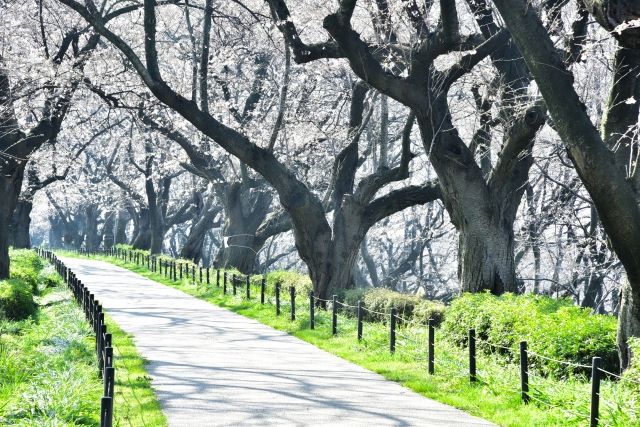 権現堂公園の桜のトンネル