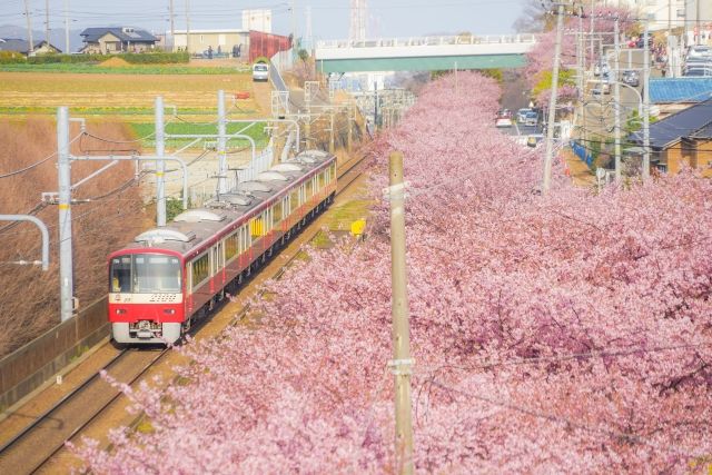 陸橋からみる電車と河津桜