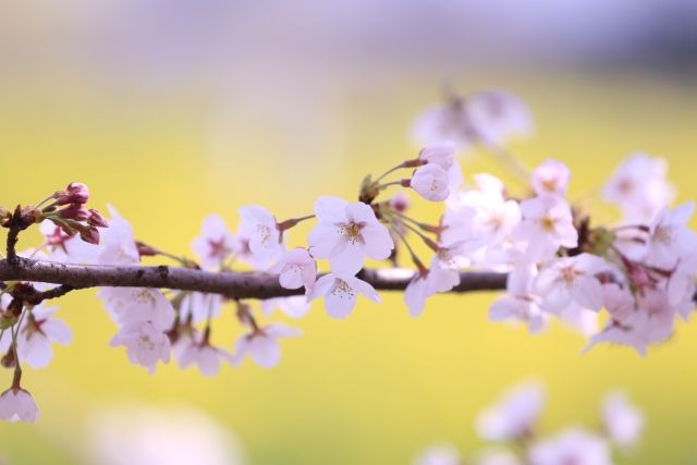 権現堂の桜をアップで