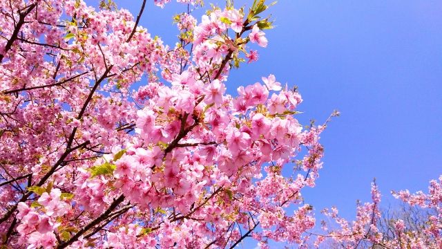 満開の頼朝桜