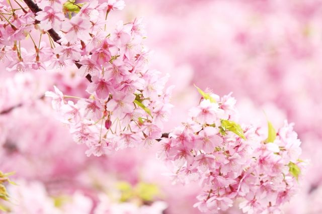 三浦海岸の河津桜