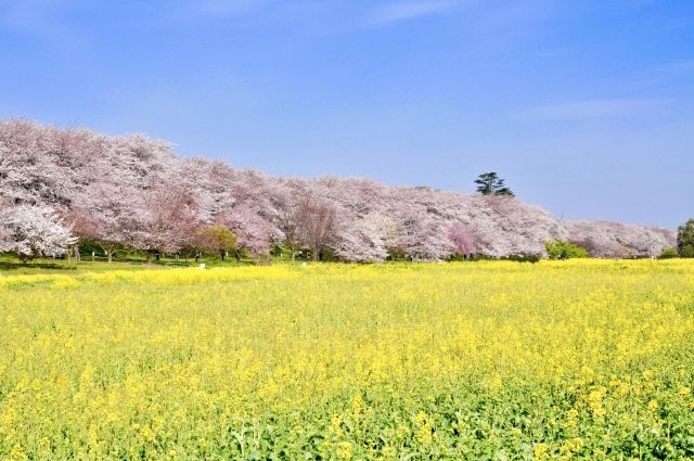 権現堂公園の桜と菜の花