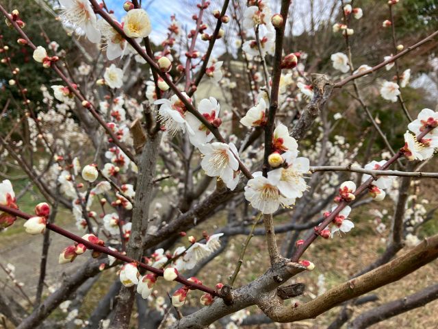 城山公園の白梅