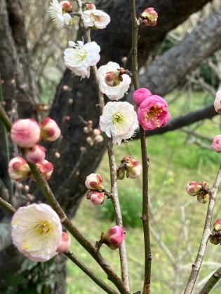 城山公園の春日野