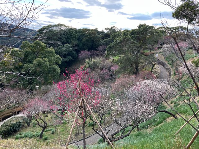 城山公園の梅園