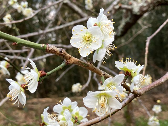 見頃の白梅