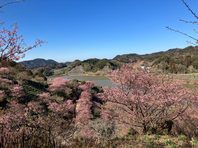 佐久間ダム湖と河津桜