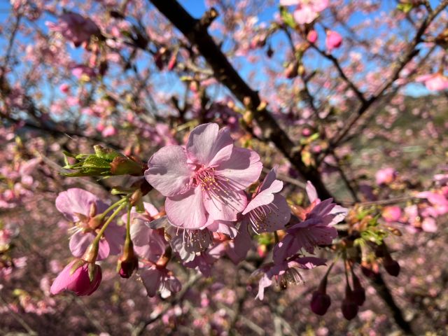 佐久間ダムの頼朝桜