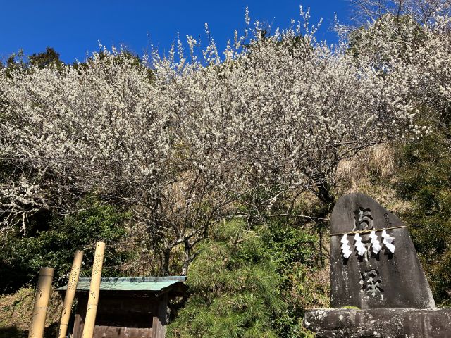 高家神社の梅