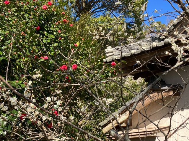 高家神社の梅と椿