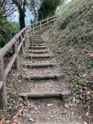 城山公園　つばきの径