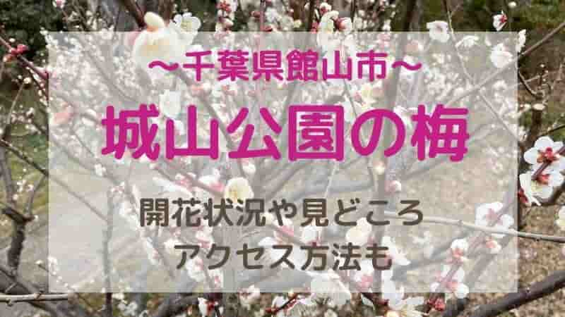 館山・城山公園2023年の梅の開花状況！見どころやアクセスを紹介