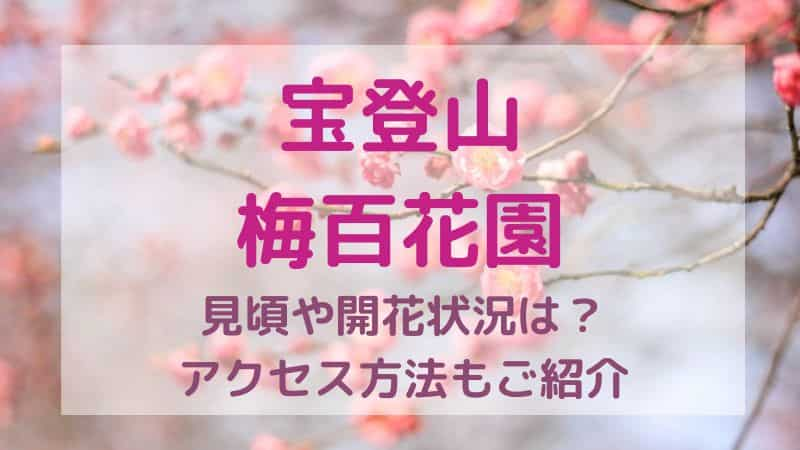 宝登山の梅百花園2024の見頃や開花状況は？ロープウェイやアクセスも！