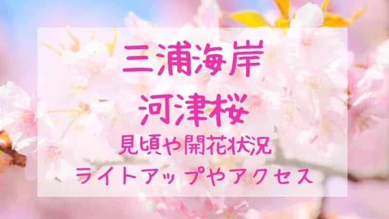 【三浦海岸河津桜】2023年の見頃や開花状況は？ライトアップやアクセスも