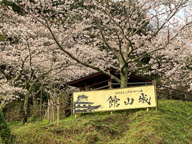 館山城山公園の桜