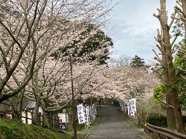 館山城に向かう桜径